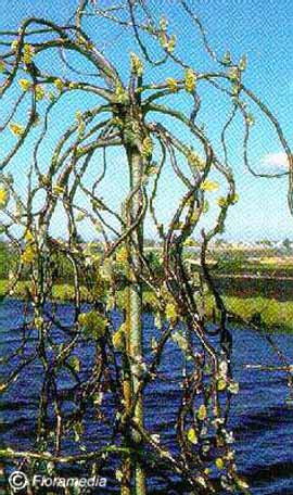 Salix caprea 'Curly Locks'